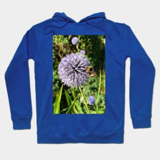 Pollen gathering from a Globe Thistle Hoodie